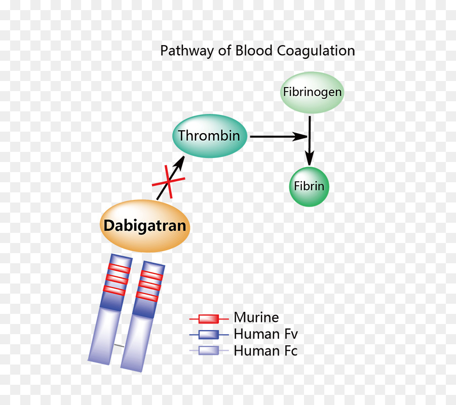 Coagulation Sanguine，Thrombine PNG