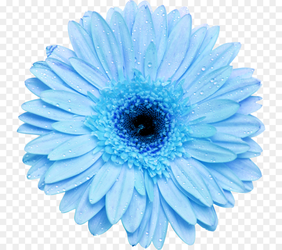 Fleur，Bleu PNG