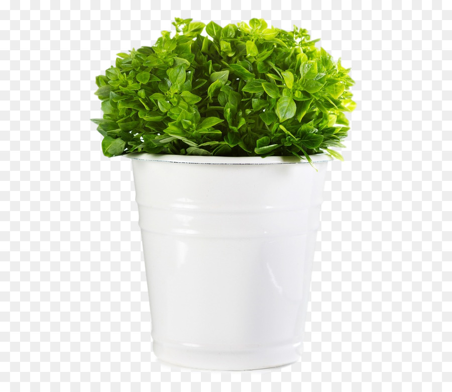 Basilic，Cruche PNG