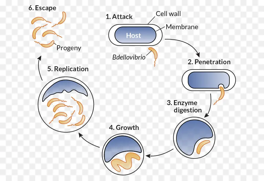 Cycle De Vie Bactérienne，Microbiologie PNG