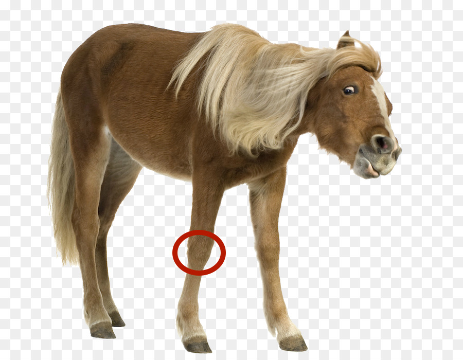 Poney，Poney Shetland PNG