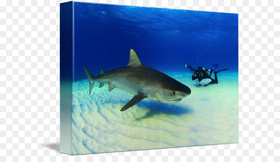 Le Requin Tigre，Grand Requin Blanc PNG