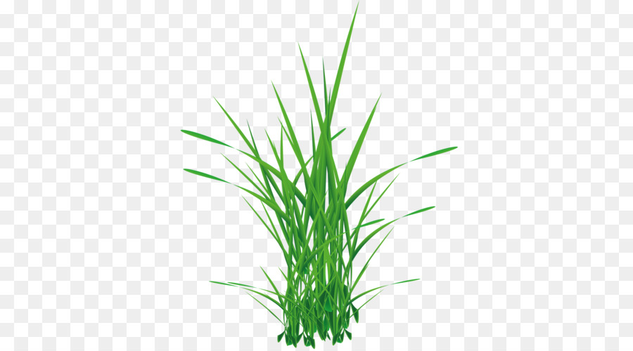 Herbe Verte，Nature PNG