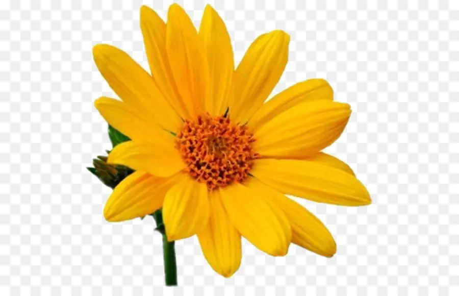 Calendula Officinalis，Dessin PNG