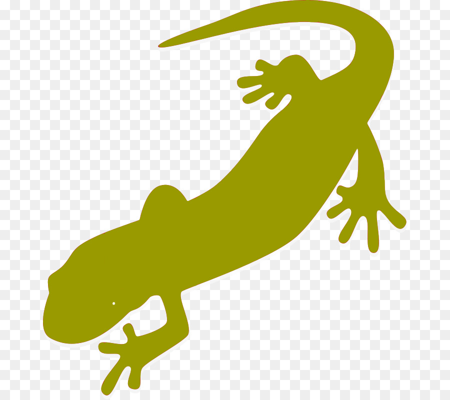 Salamandre，Enfant PNG