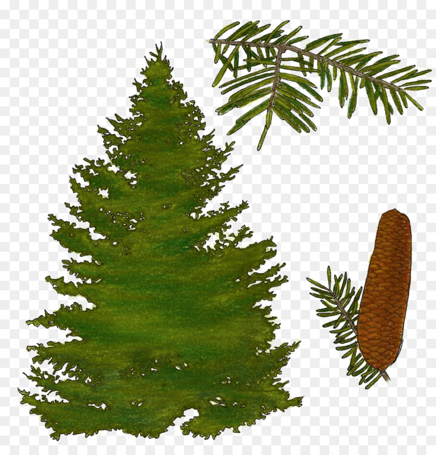 Le Sapin Baumier, Pin, Lépinette Noire PNG - Le Sapin Baumier, Pin ...