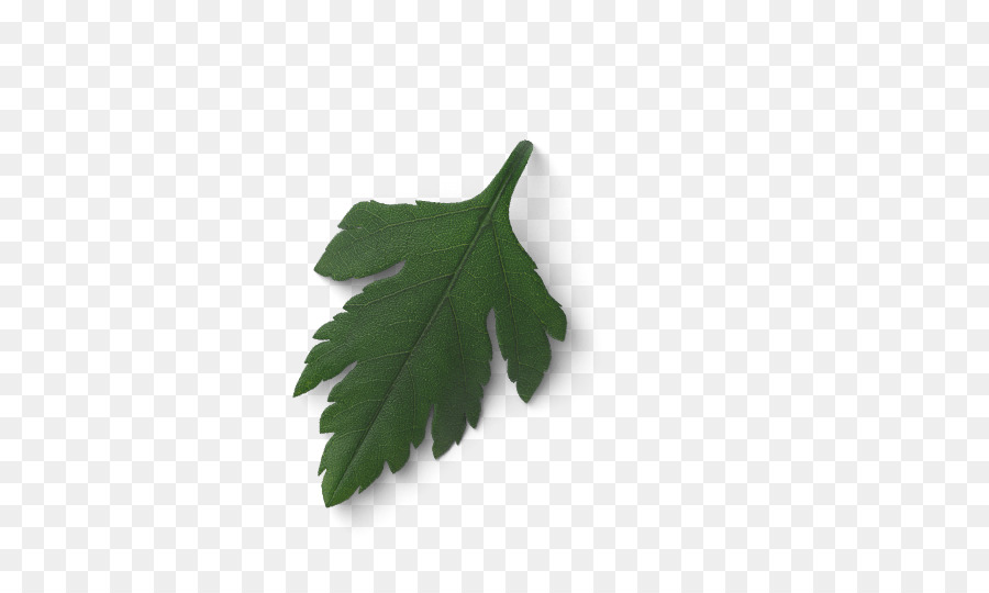 Feuille，Arbre PNG