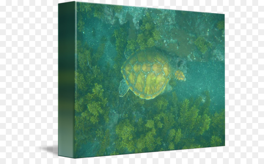 Tortue De Mer，Tortue PNG