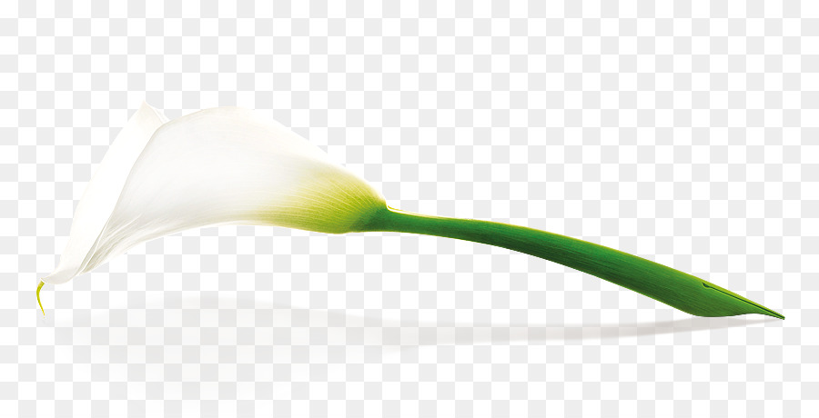 Fleur，Blanc PNG