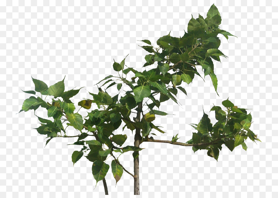 Arbre Vert，Feuilles PNG