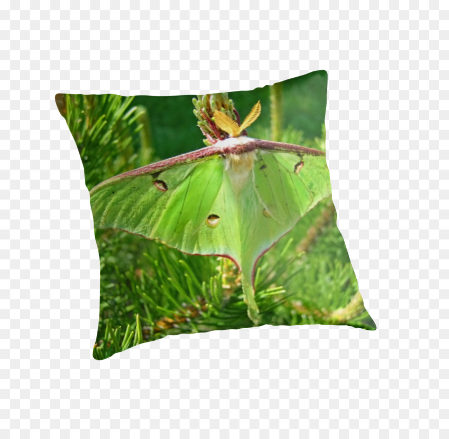 Les Coussins，Coussin PNG