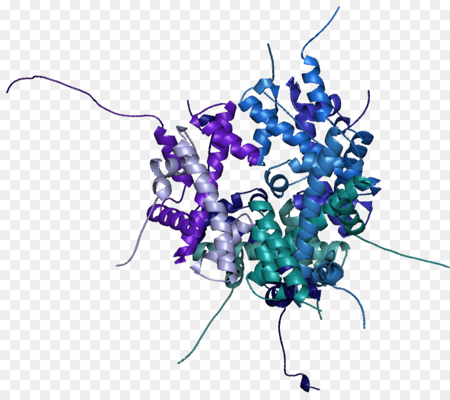 Structure Des Protéines，Molécule PNG