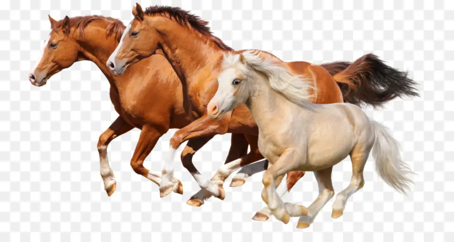 Chevaux，équidé PNG