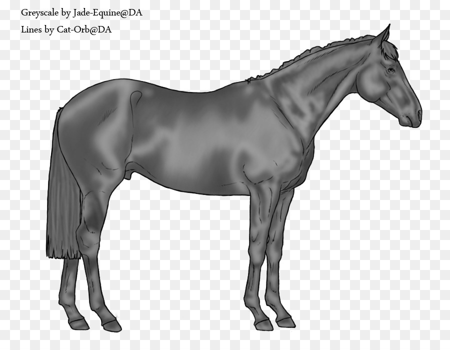 Suisse Warmblood，Cheval De Peinture Américain PNG