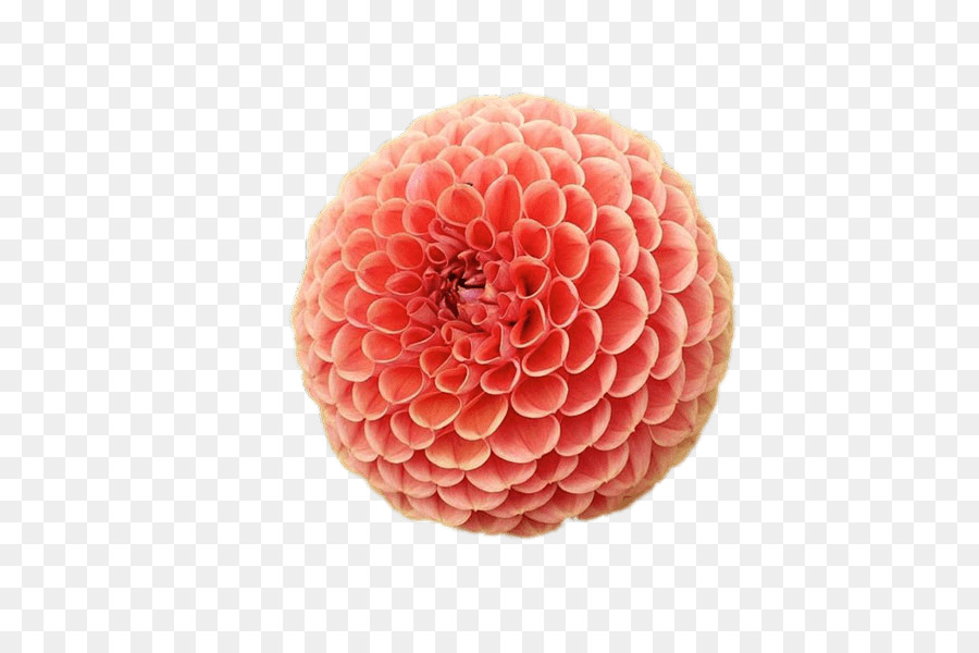 Fleur Rose，Dahlia PNG