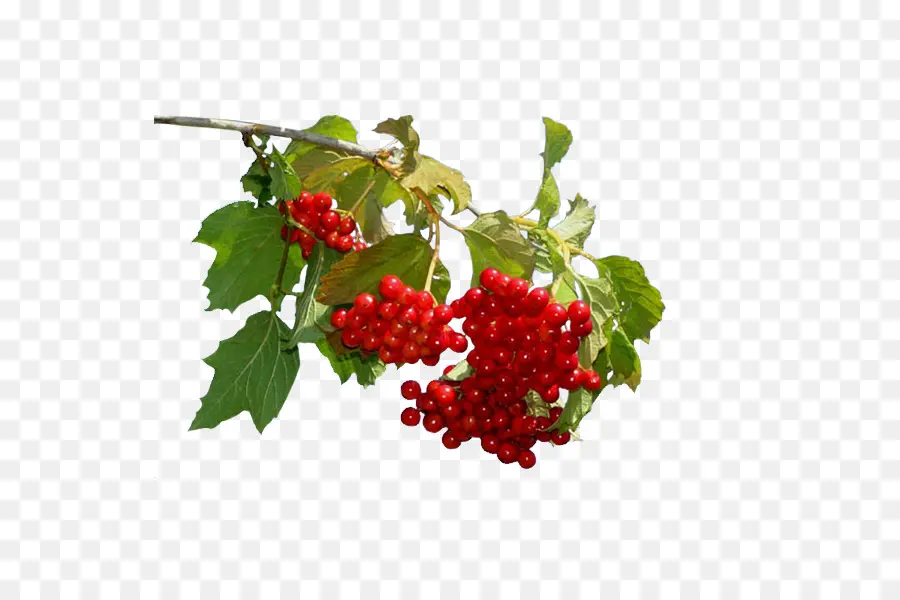 Fruits Rouges，Feuilles PNG