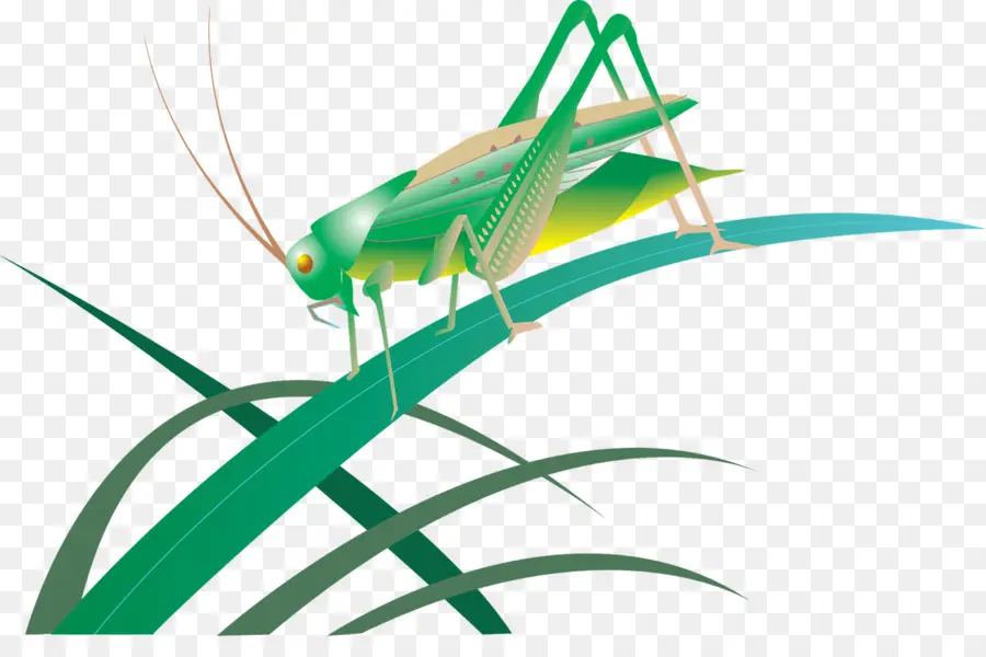 Les Insectes，Sauterelle PNG