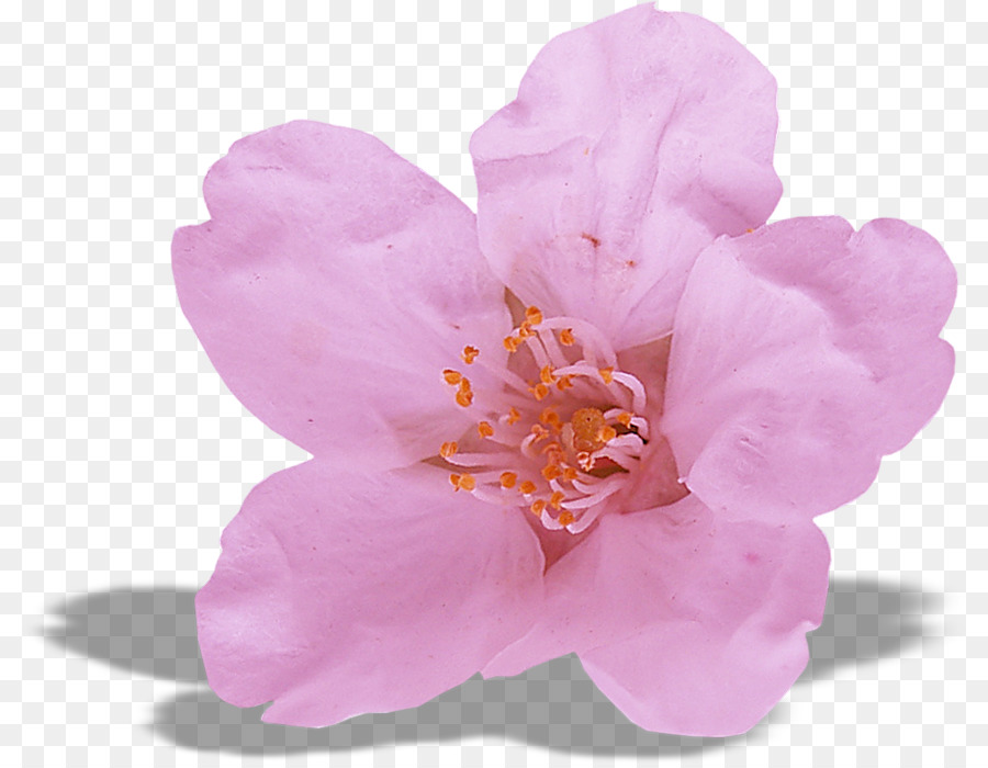 Commune D Hibiscus，Postscript Encapsulé PNG