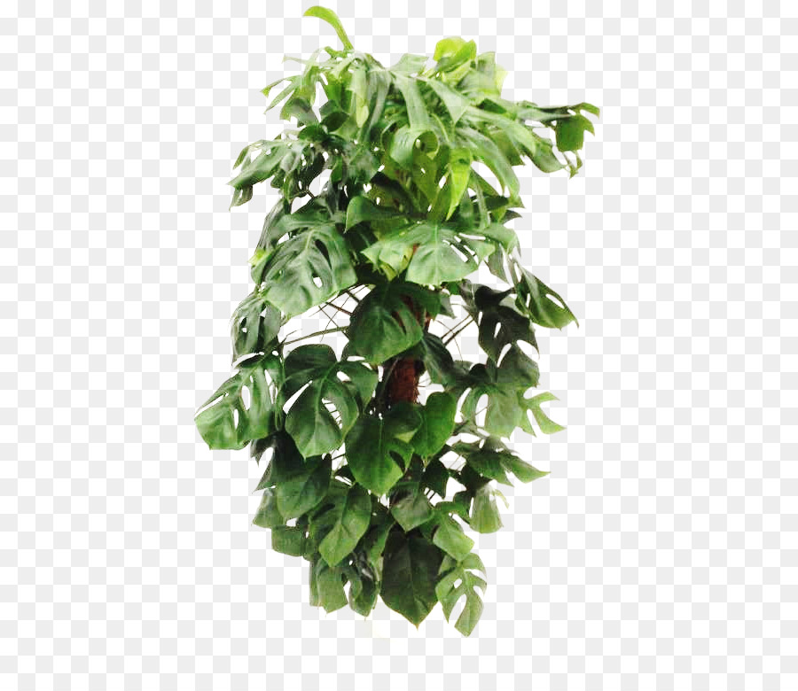 Plante Verte，Feuilles PNG