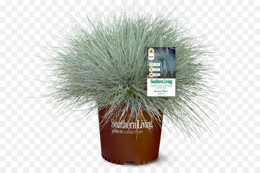 Festuca Glauca，Flowerpot PNG