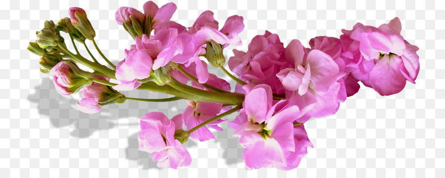 Fleur，Violet PNG