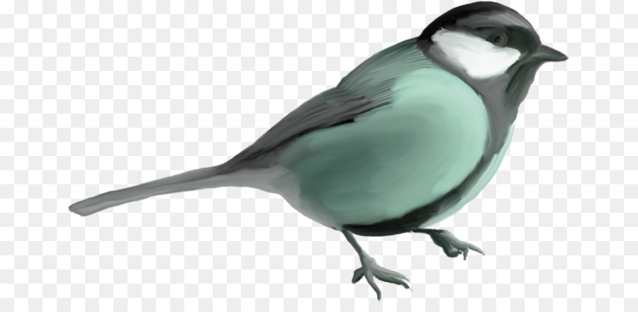 Oiseau，Télécharger PNG
