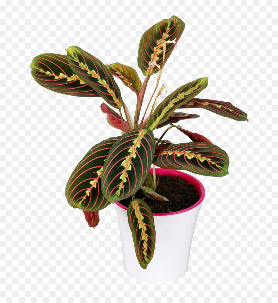 Maranta Leuconeura，Plante PNG