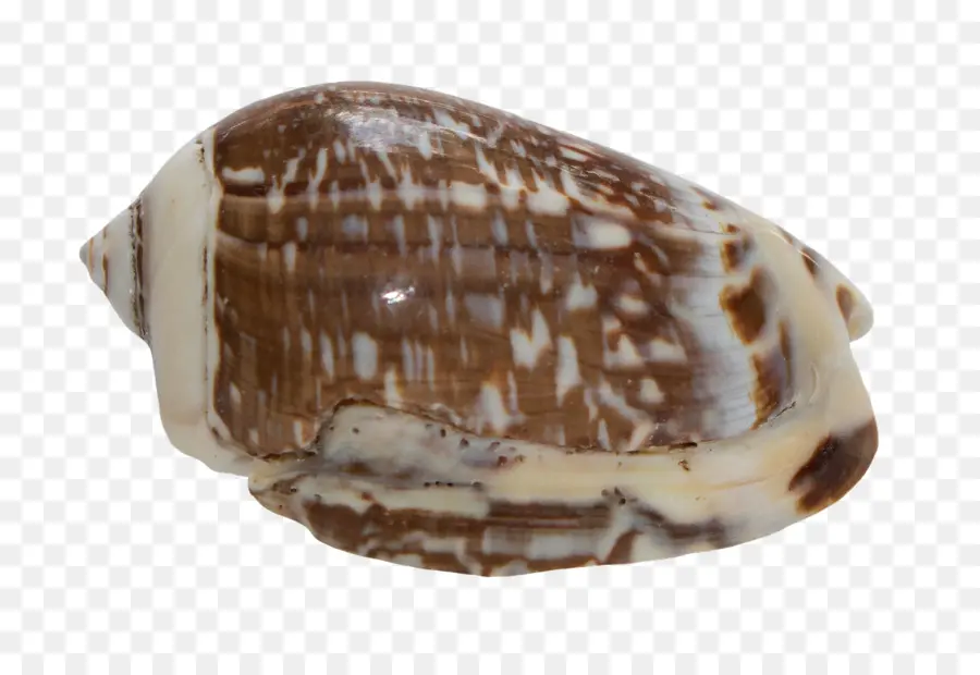 Coquillage，Coquille PNG