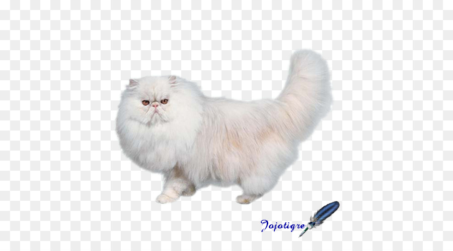 Chat Orange，Animal De Compagnie PNG