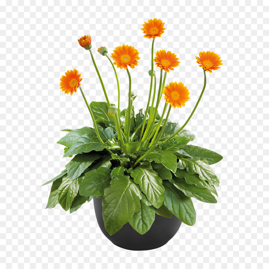 Les Fleurs Coupées，Chrysanthème PNG