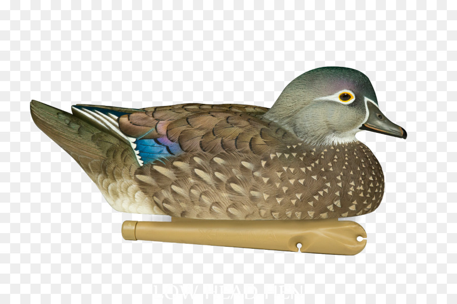 Mallard，Canard PNG