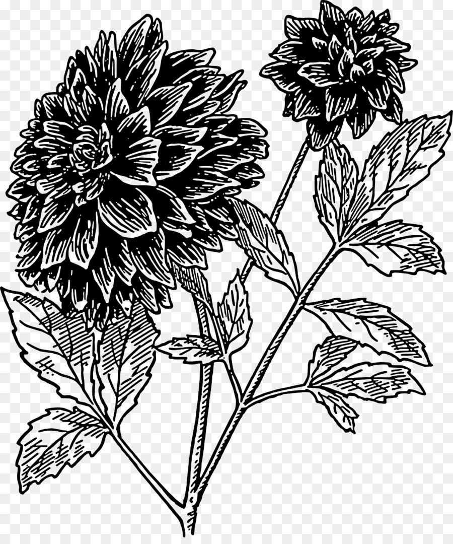 Dahlia，Fleur PNG