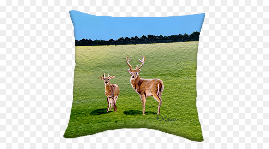 Les Coussins，Whitetailed Cerf PNG