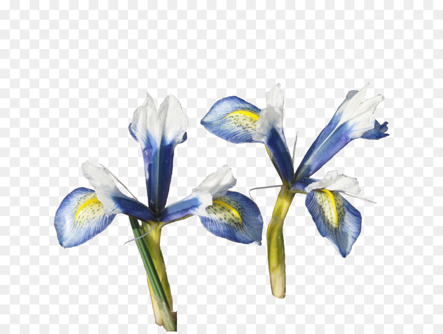 Racine D Iris，Iris PNG