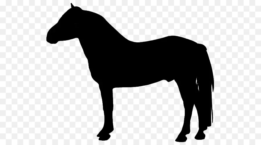 Poulain Silhouette，Jeune Cheval PNG