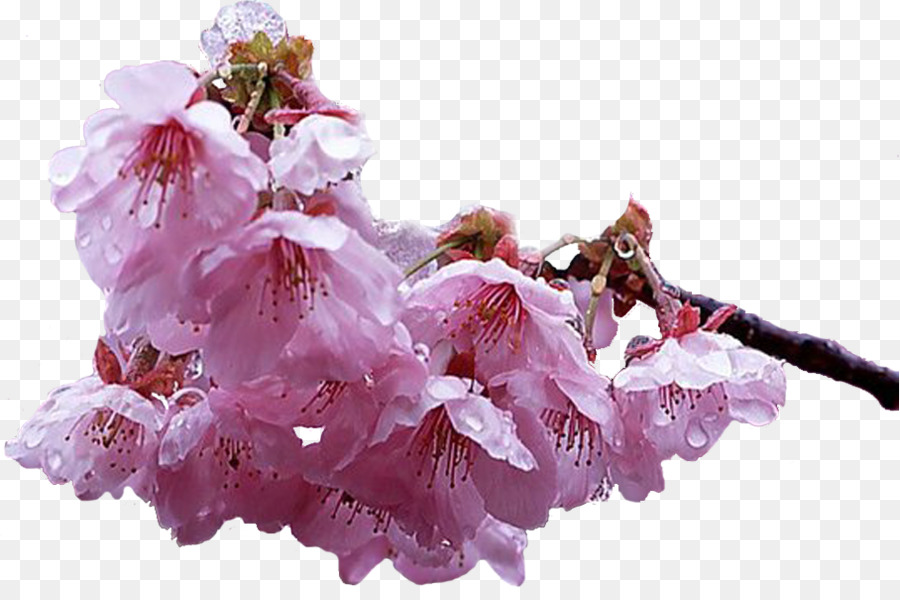 Fleur De Cerisier，Jardin PNG