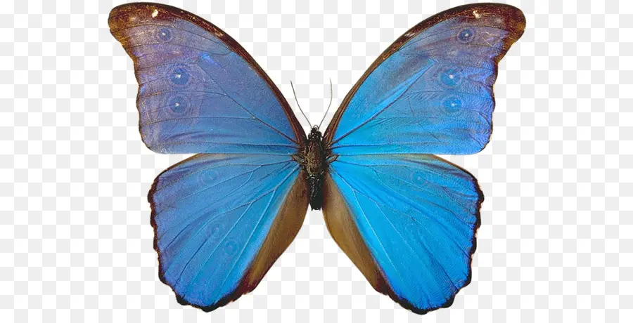 Papillon Bleu，Ailes PNG