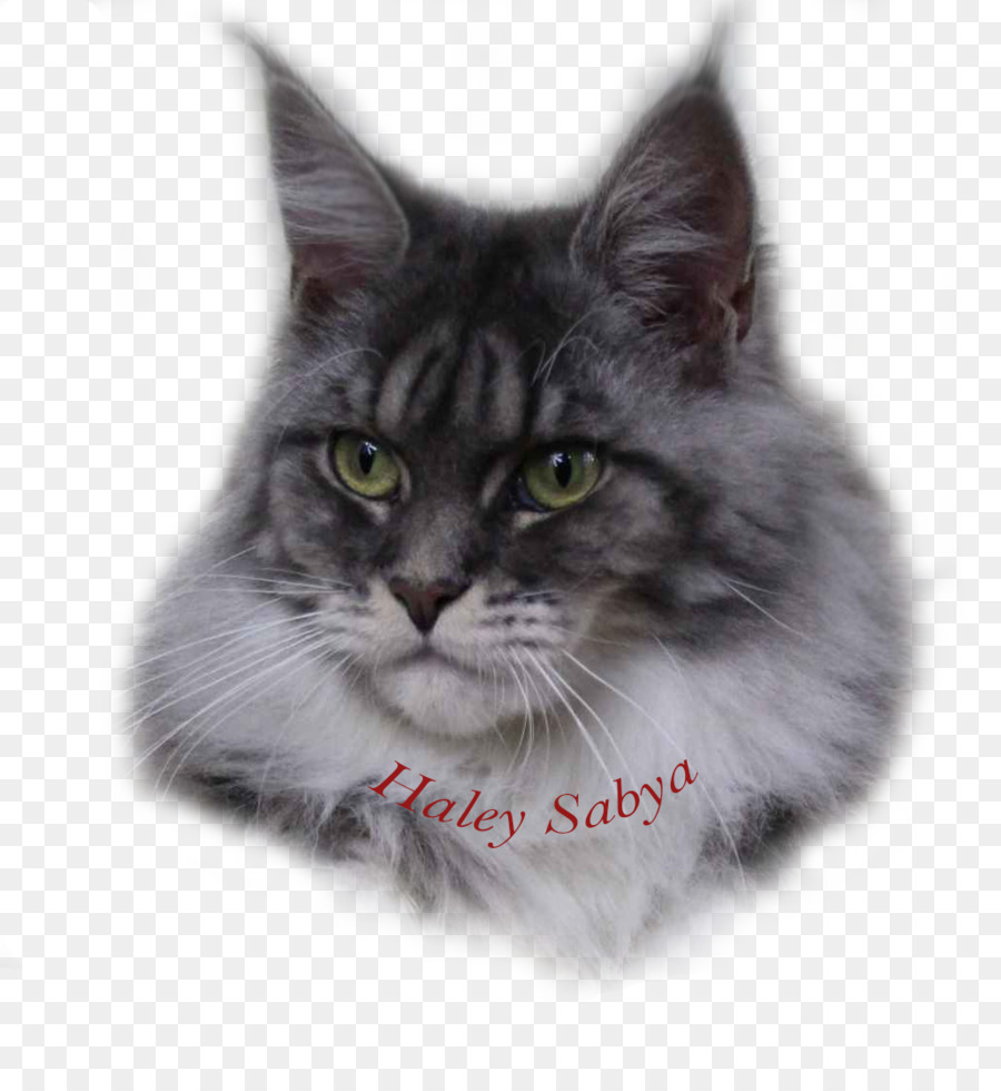 Chat Sibérien，Le Maine Coon PNG