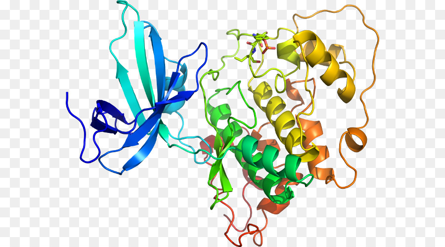 Structure Des Protéines，Biologie PNG