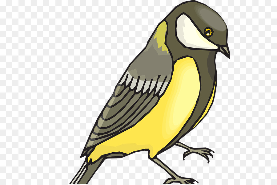 Petit Oiseau，Plumes PNG