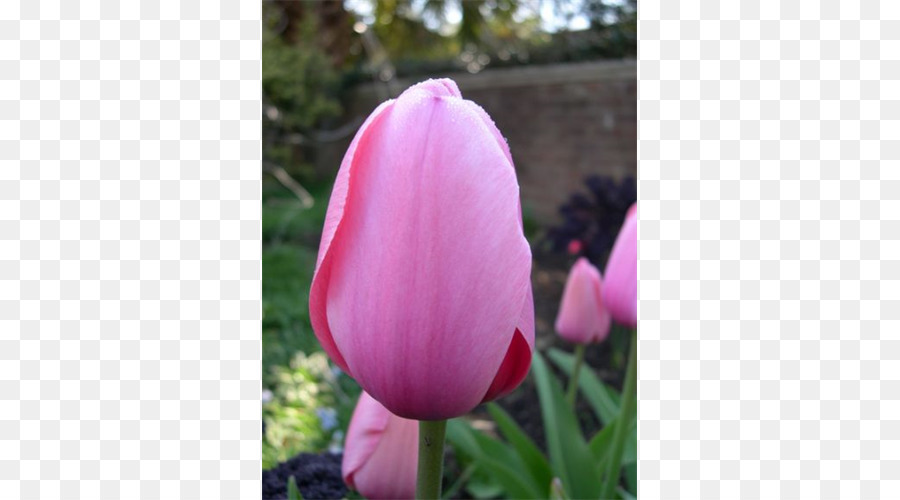 Tulip，Rose M PNG