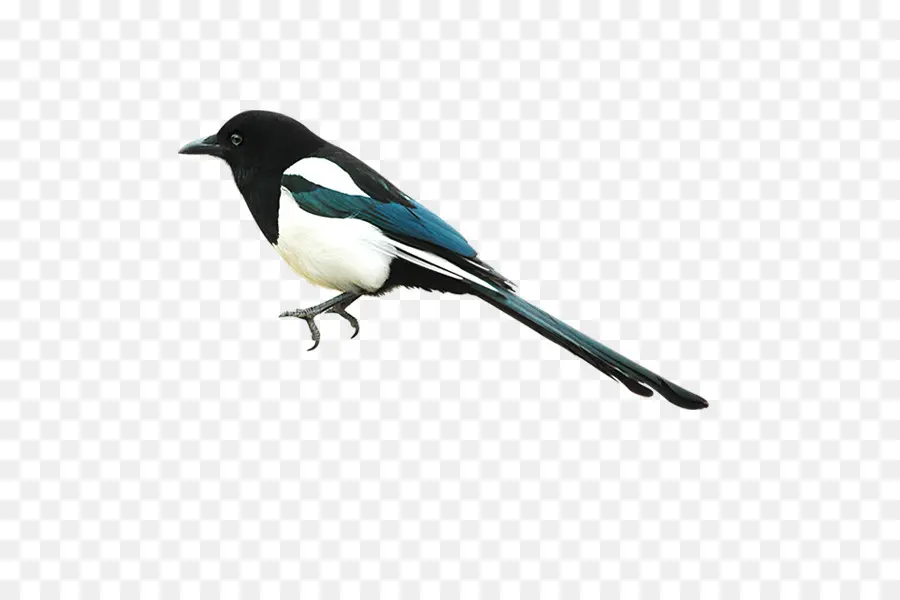 Eurasie Magpie，Oiseau PNG