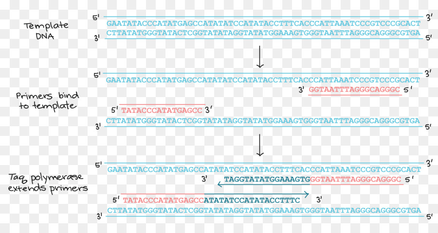 Document，Ligne PNG