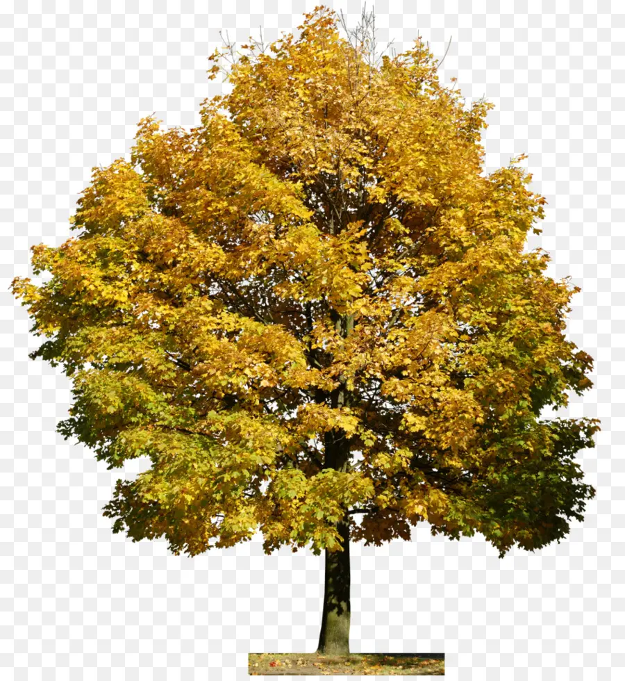 Arbre D'automne，Feuilles PNG