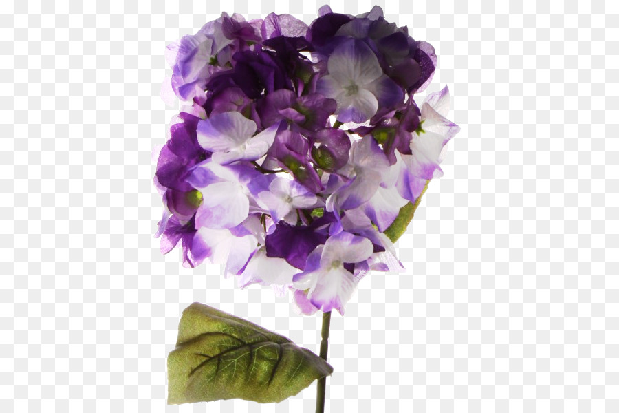 Hortensia，Les Fleurs Coupées PNG