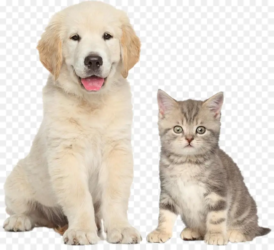 Chiot Et Chaton，Chien PNG