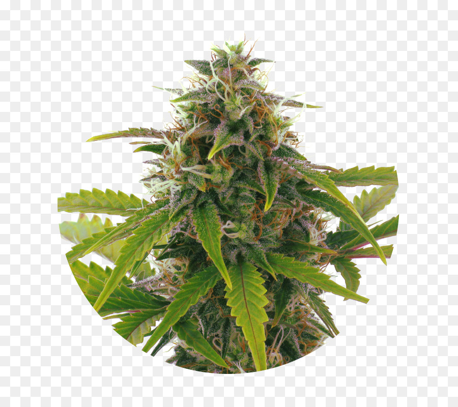 Plante De Cannabis，Marijuana PNG