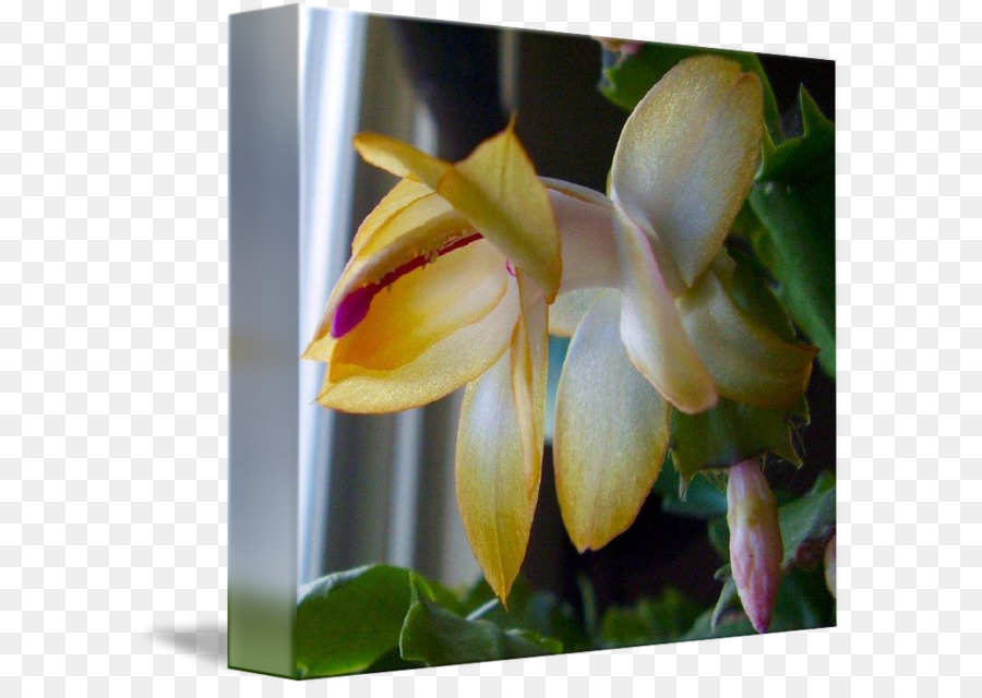 Orchidées，Orchidées Cattleya PNG