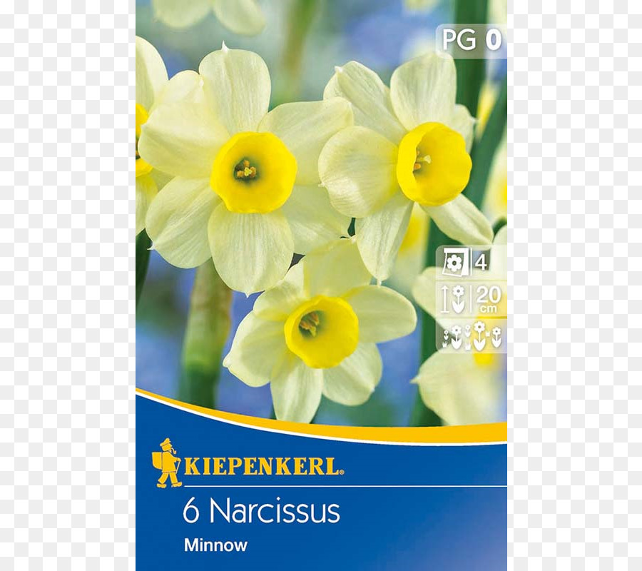 Narcisse，Jaune PNG