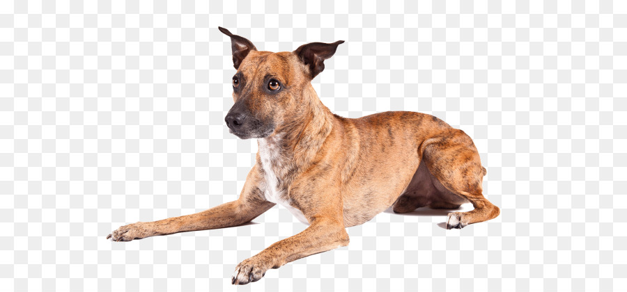 Chien，Animal De Compagnie PNG